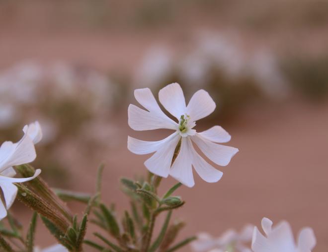 Silene villosa flower