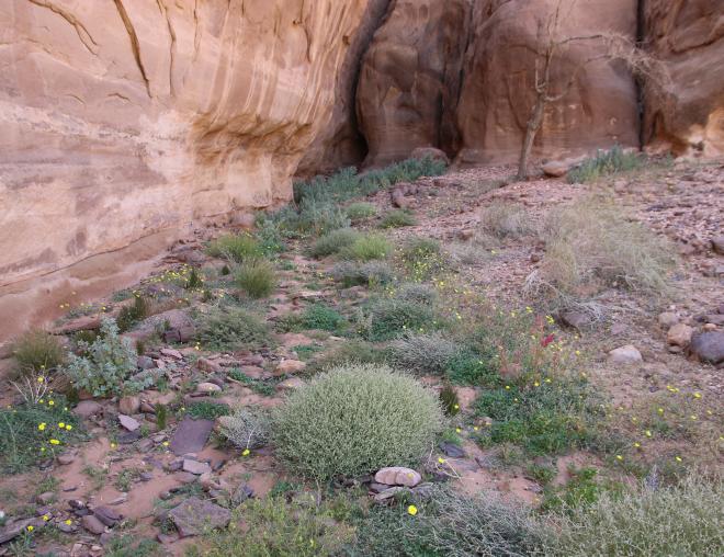 Helianthemum lippii on Sandstone boulder slopes and screes