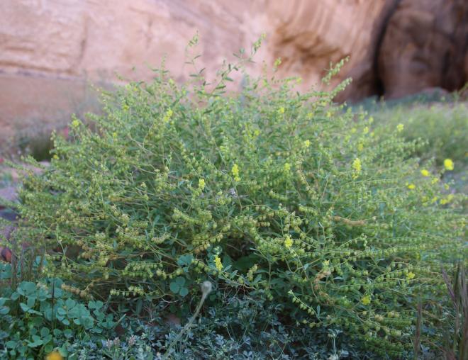 Whole plant