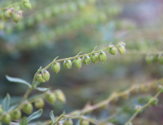 Helianthemum lippii fruits