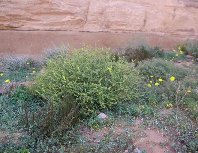 Whole plant