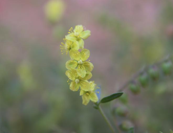 Helianthemum lippii flowers
