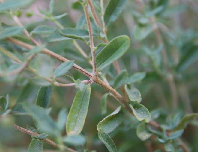 Helianthemum lippii leave