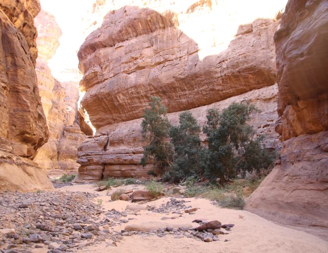 Ficus salicifolia in Sandstone canyons