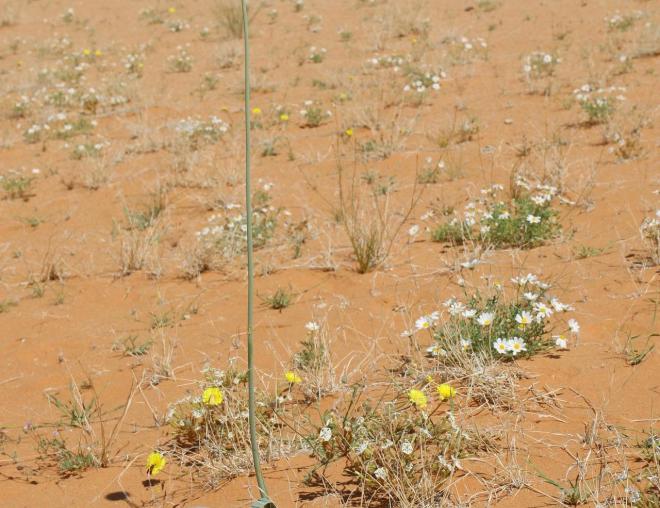 Whole plant