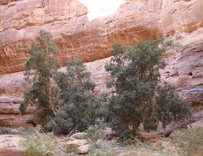 Ficus salicifolia in Sandstone canyons