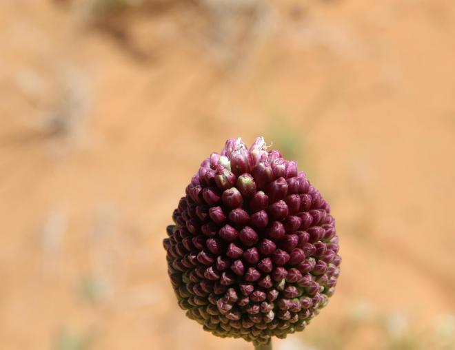 Flowers of Allium atroviolaceum