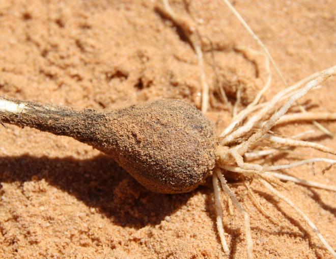 Bulb of Allium atroviolaceum