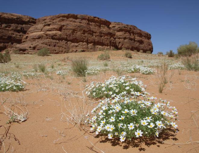 Anthemis deserti on Sandy plains and dunes