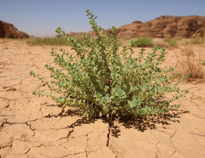 Andrachne telephioides in ephemeral flooded depression