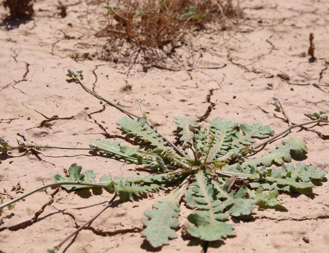 Whole plant