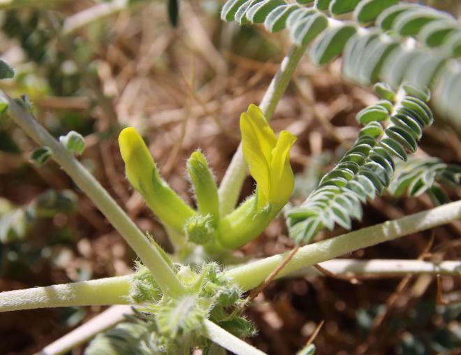 Astragalus sieberi flowers