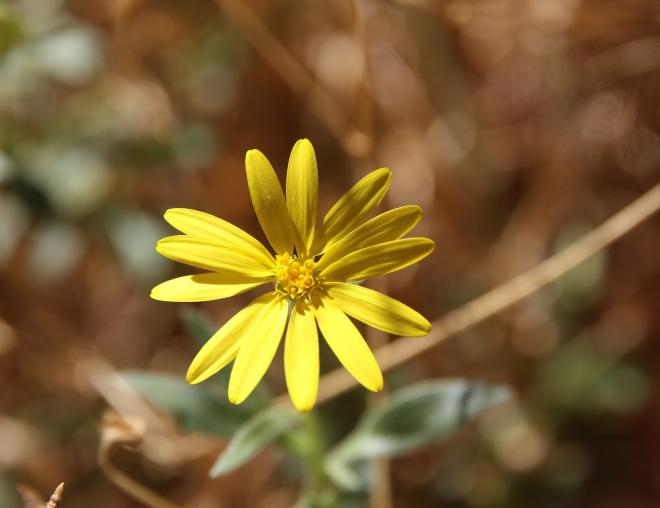 Osteospermum vaillantii flower