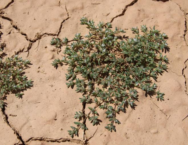 Whole plant