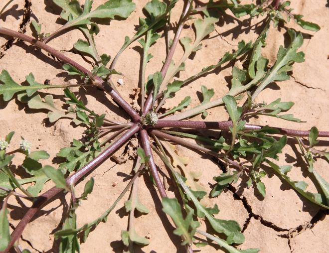 Lepidium aucheri leaves