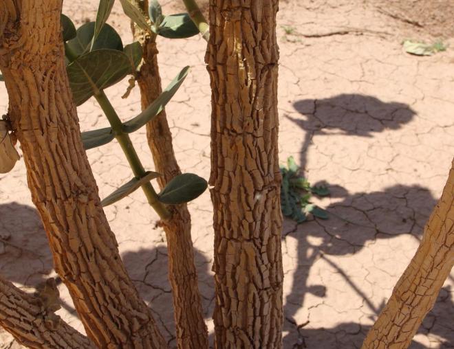 Calotropis procera bark