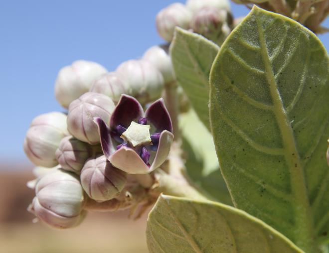 Calotropis procera flower