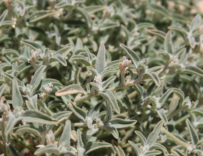 Morettia parviflora flowers