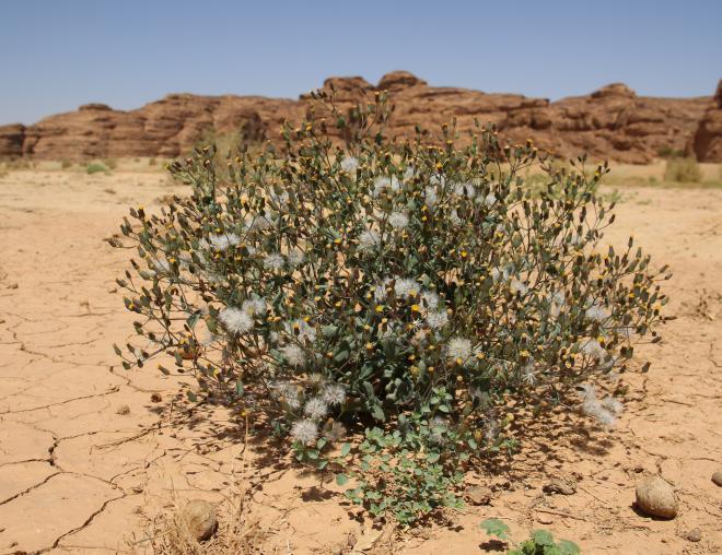 Whole plant