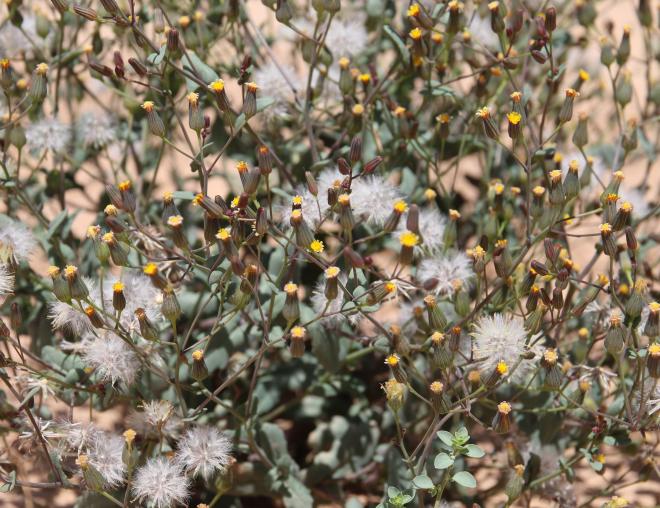 Senecio flavus fruits and flowers