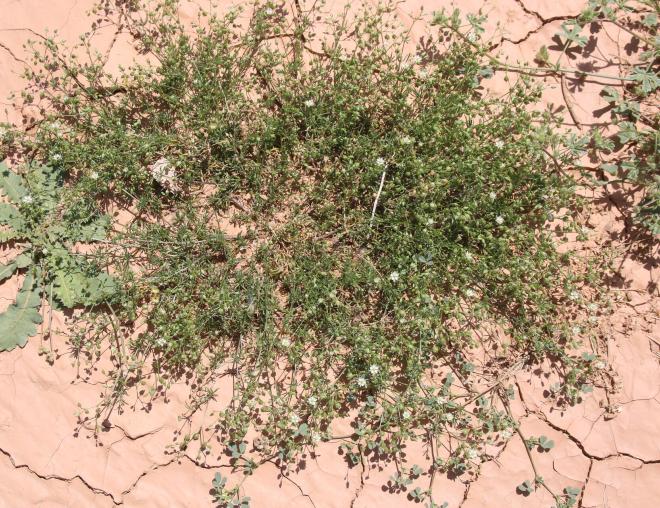 Whole plant