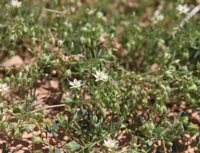 Spergularia flaccida flowers