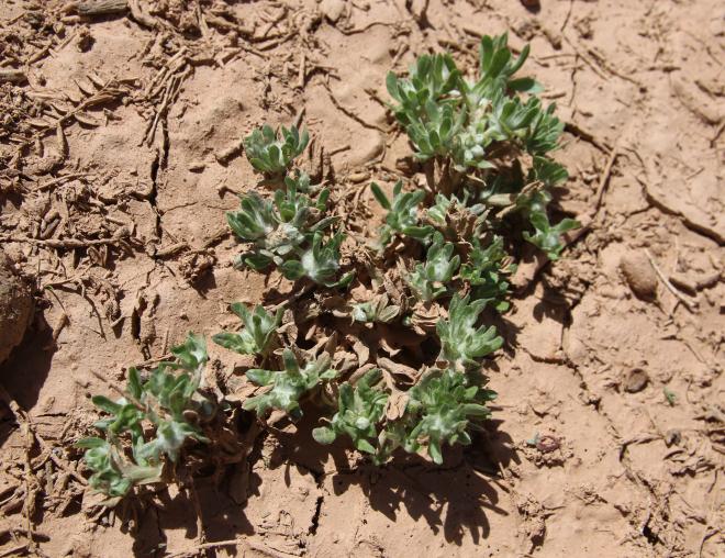 Whole plant