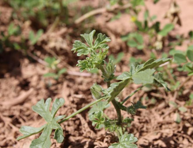 Whole plant
