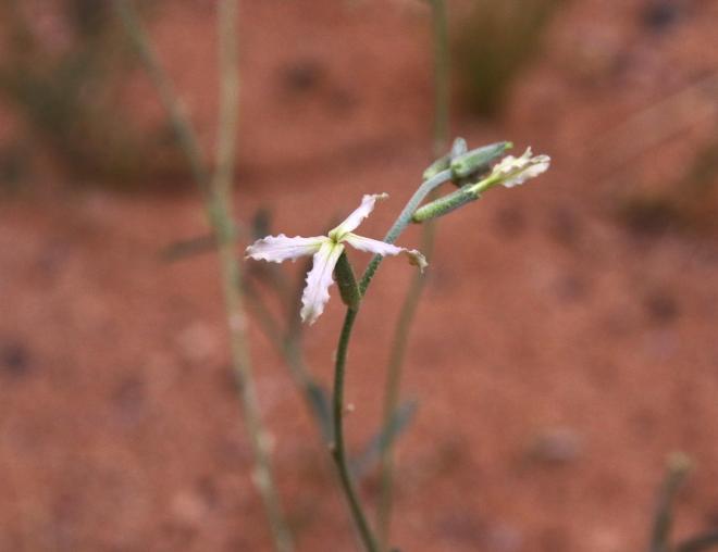 Matthiola longipetala subsp. livida flower
