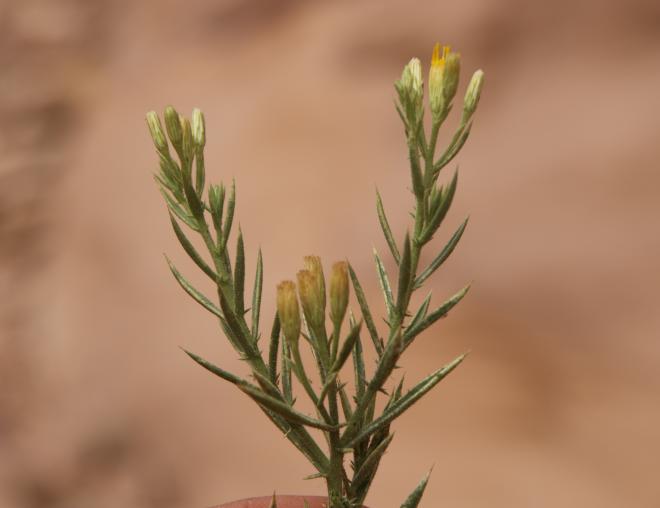 Iphiona scabra flowers