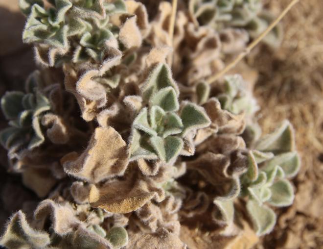 Pulicaria guestii leaves