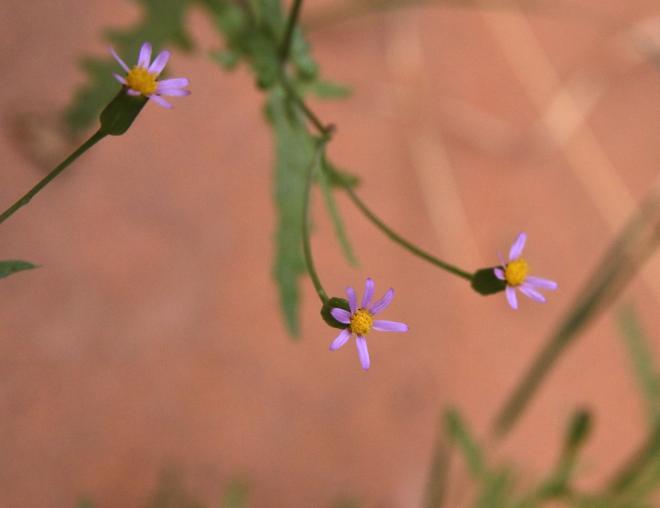Senecio hoggariensis flowers