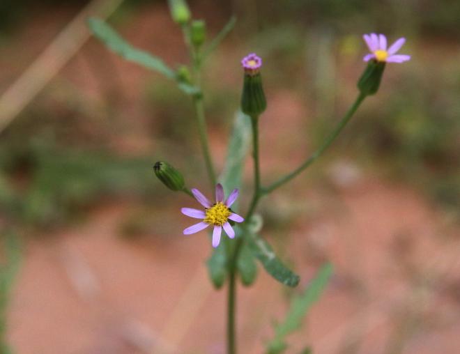 Senecio hoggariensis flowers