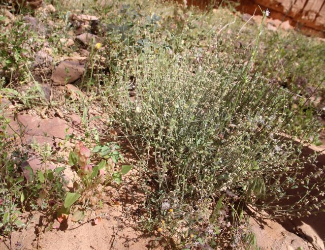 Whole plant