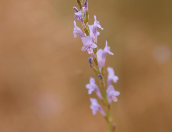 Lavandula coronopifolia flowers