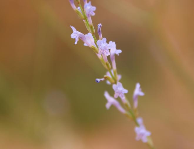 Lavandula coronopifolia flowers