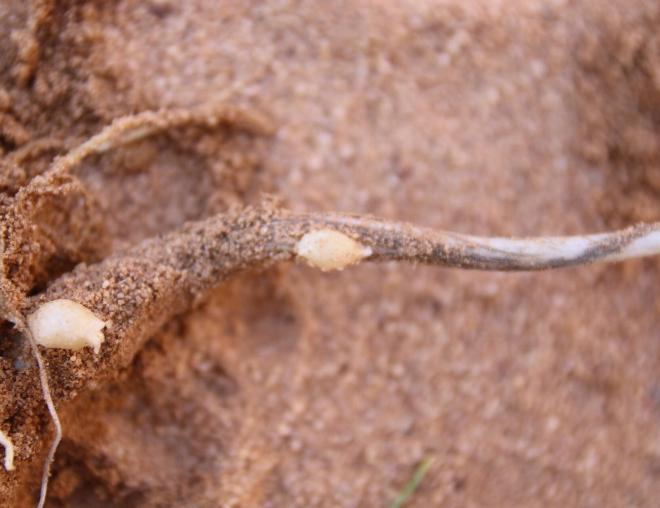 Bulb of Allium sindjarense