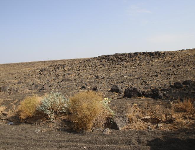 Artemisia judaica in its immediate surroundings