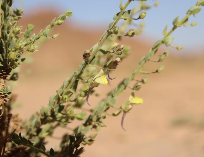 Kickxia aegyptiaca flower