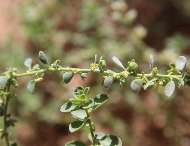 Andrachne telephioides flowers and fruits