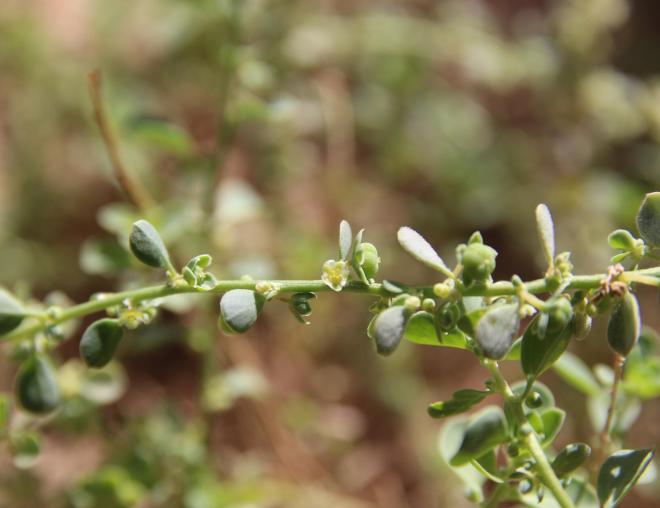Andrachne telephioides flowers and fruits
