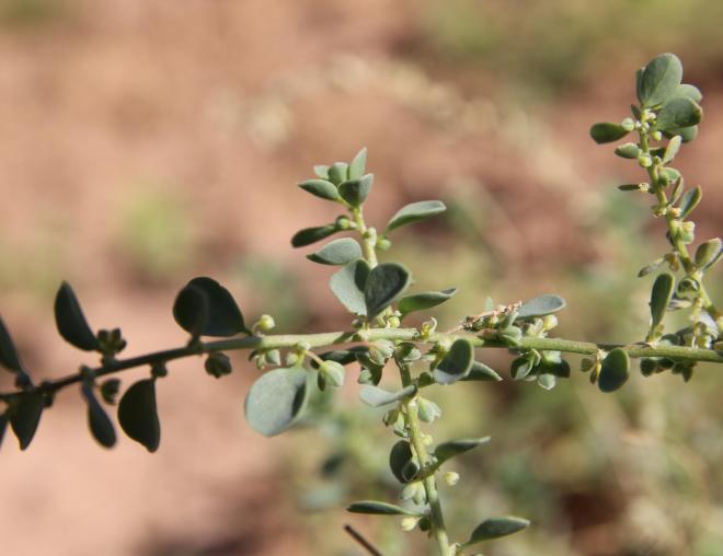 Andrachne telephioides flowers and fruits