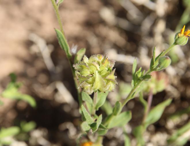 Calendula tripterocarpa fruit