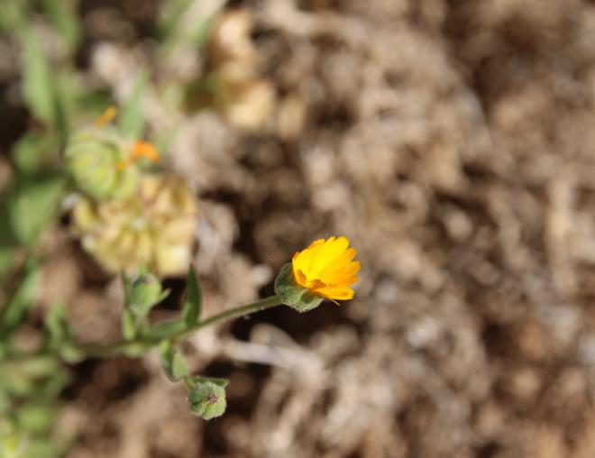 Calendula tripterocarpa fruit and flower