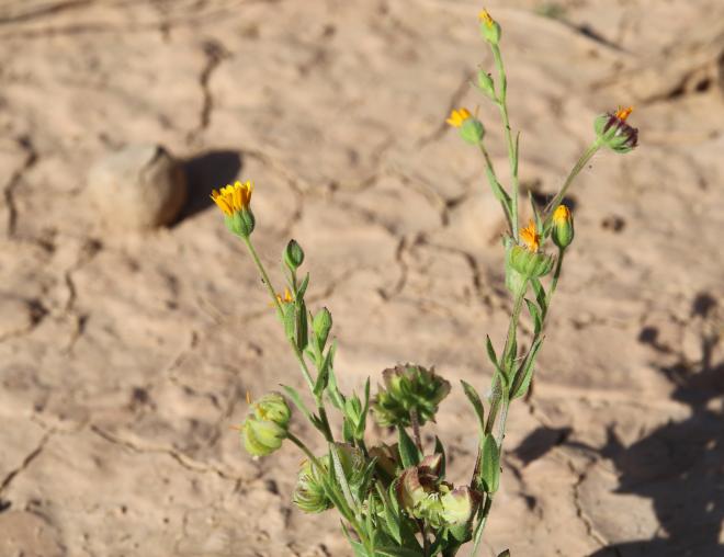 Whole plant