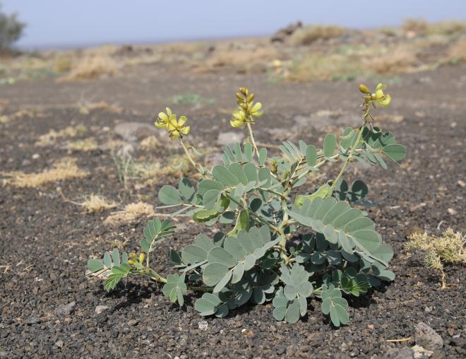Whole plant