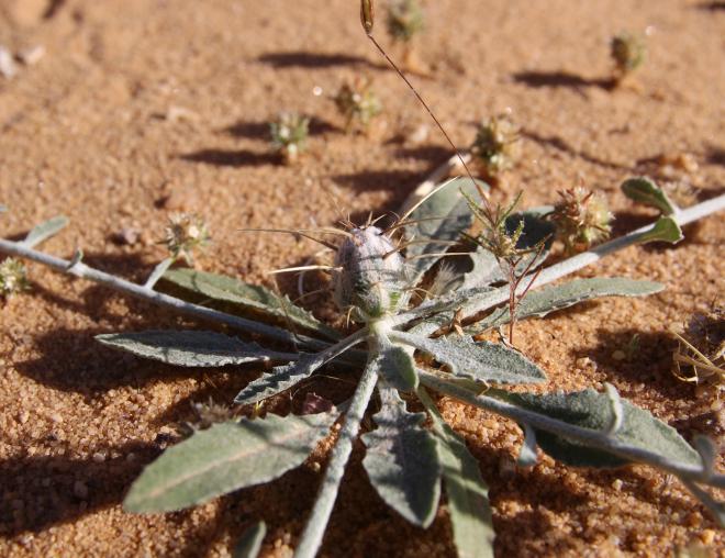 Centaurea mesopotamica leaves