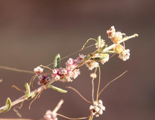 Cuscuta campestris flowers