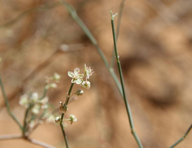 Calligonum comosum flowers