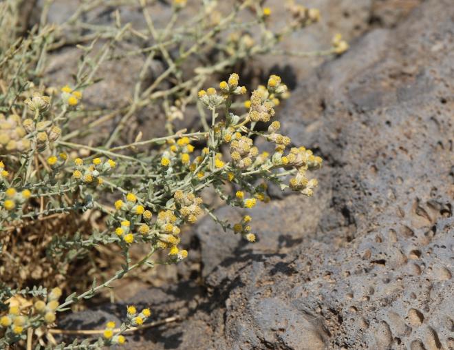Flower of Achillea fragrantissima